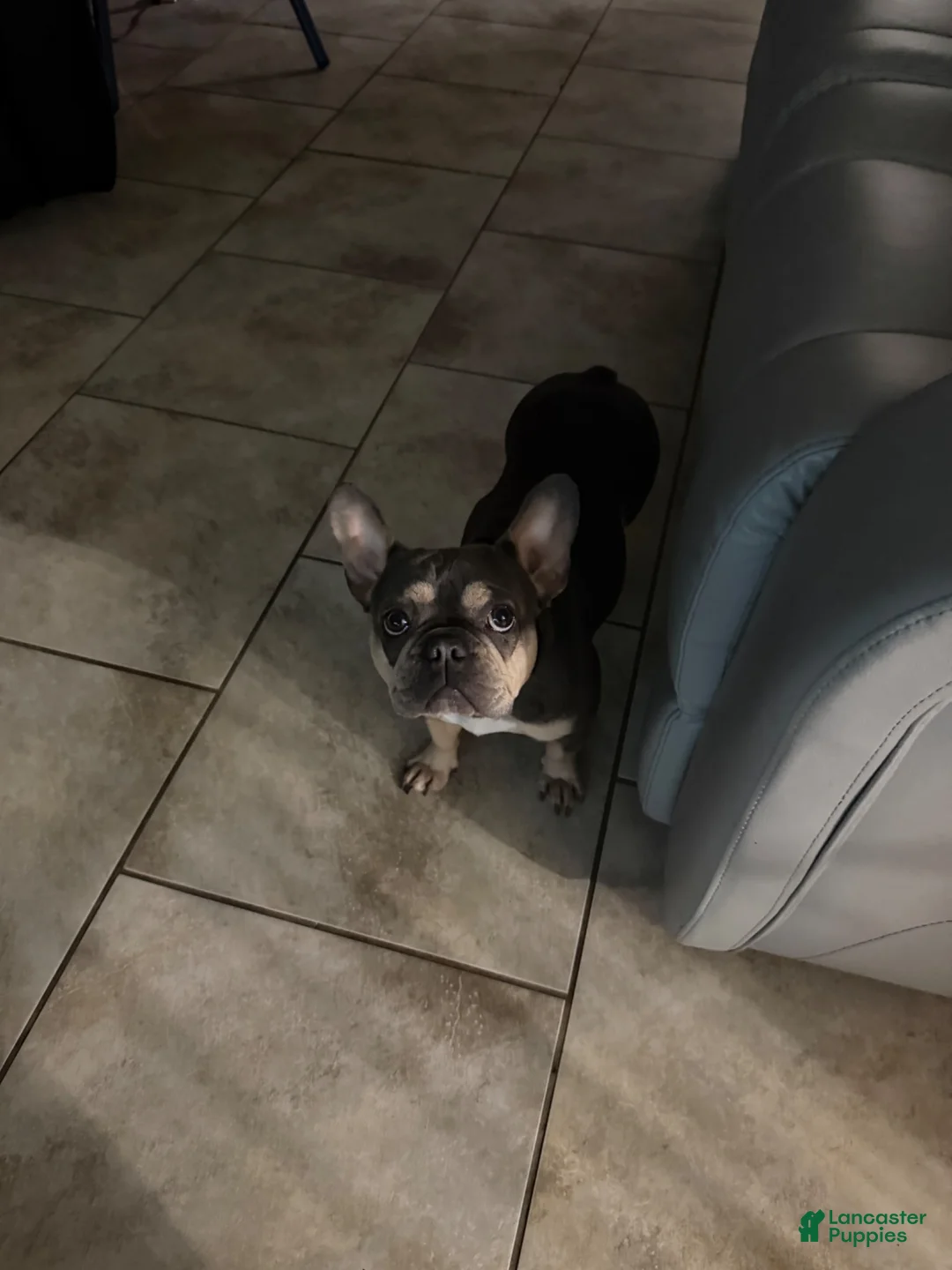 French Bulldog dogs for sale: French Bulldog 2 - Ad 2