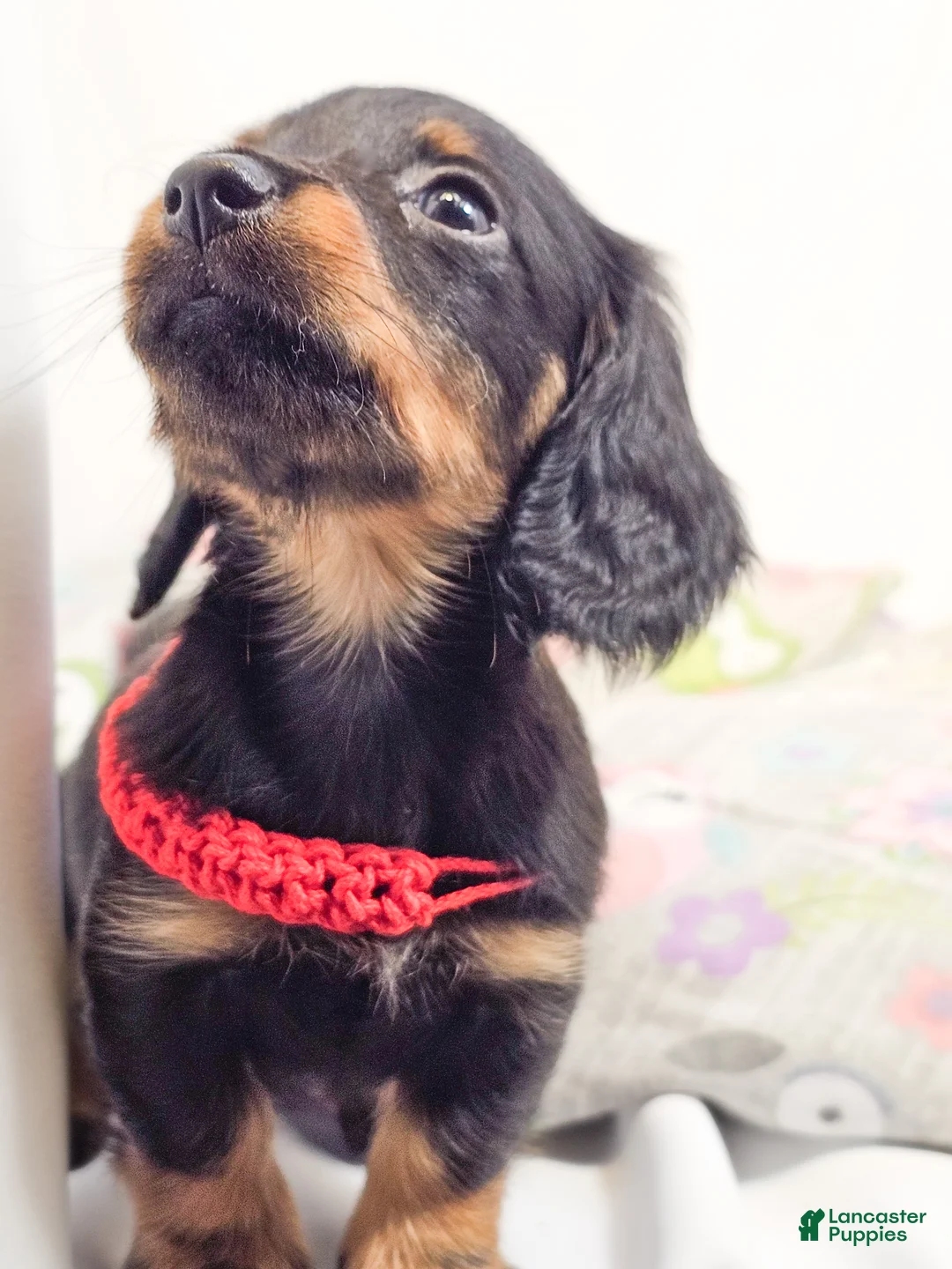 Miniature Dachshund dogs for sale: Jelly - Ad 2