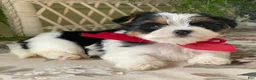 Biewer Terrier dogs for sale: Winky - Ad 7