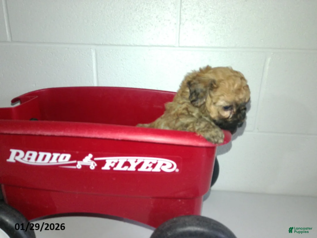 Yorkiepoo dogs for sale: Cody - Ad 13
