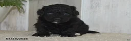 Maltipoo dogs for sale: Piper - Ad 4