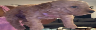 Mini Goldendoodle 2