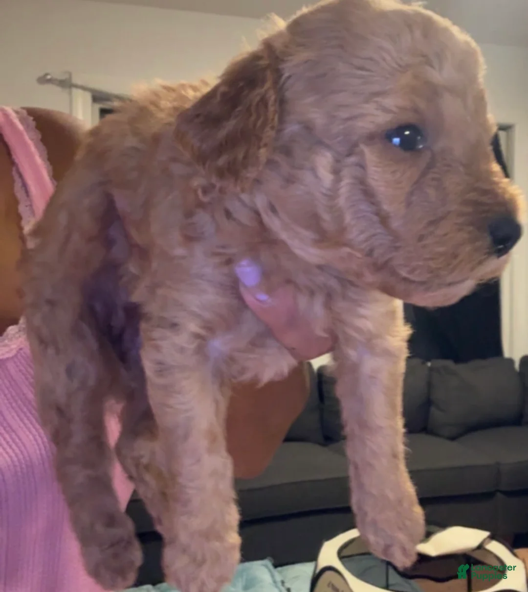 Mini Goldendoodle dogs for sale: Mini Goldendoodle 2 - Ad 1