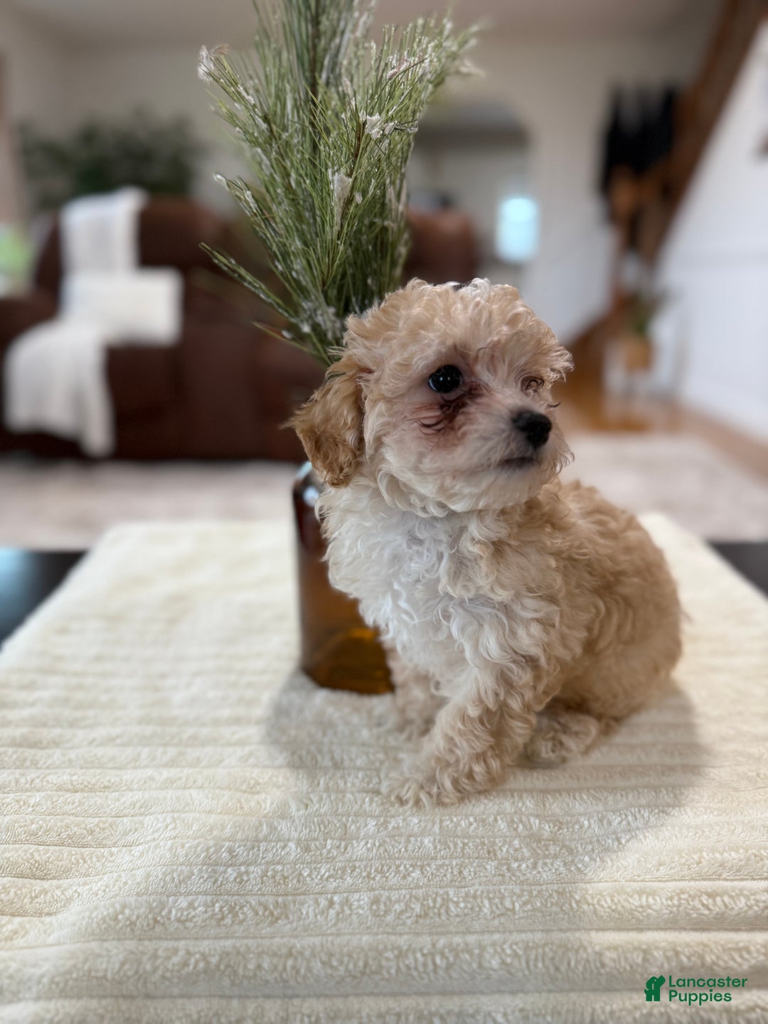 Maltipoo dogs for sale: Oden - Ad 10