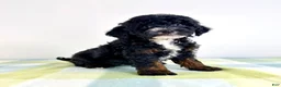 Bernedoodle dogs for sale: Jessie - Ad 4