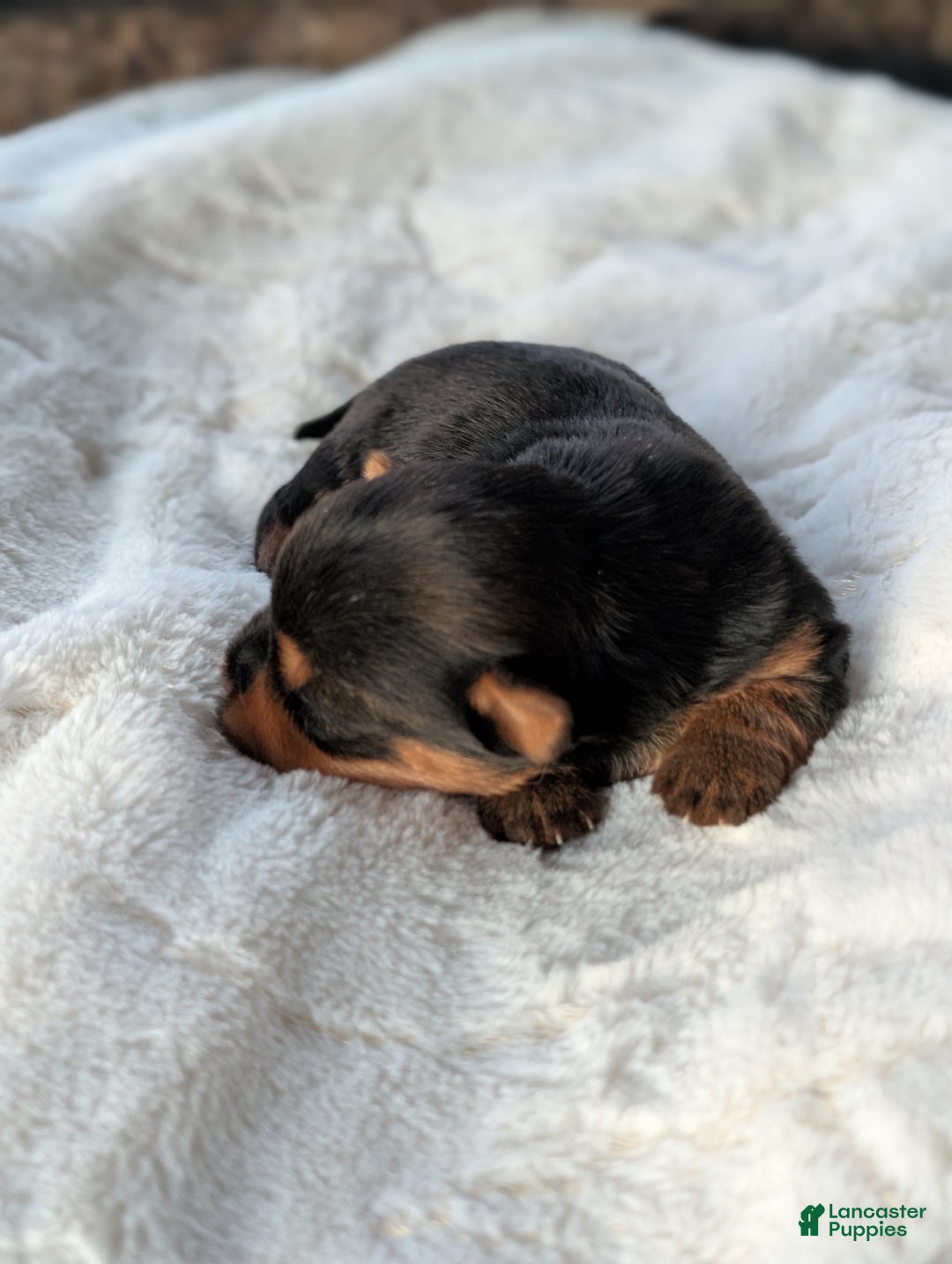 Yorkshire Terrier dogs for sale: Princess  - Ad 7