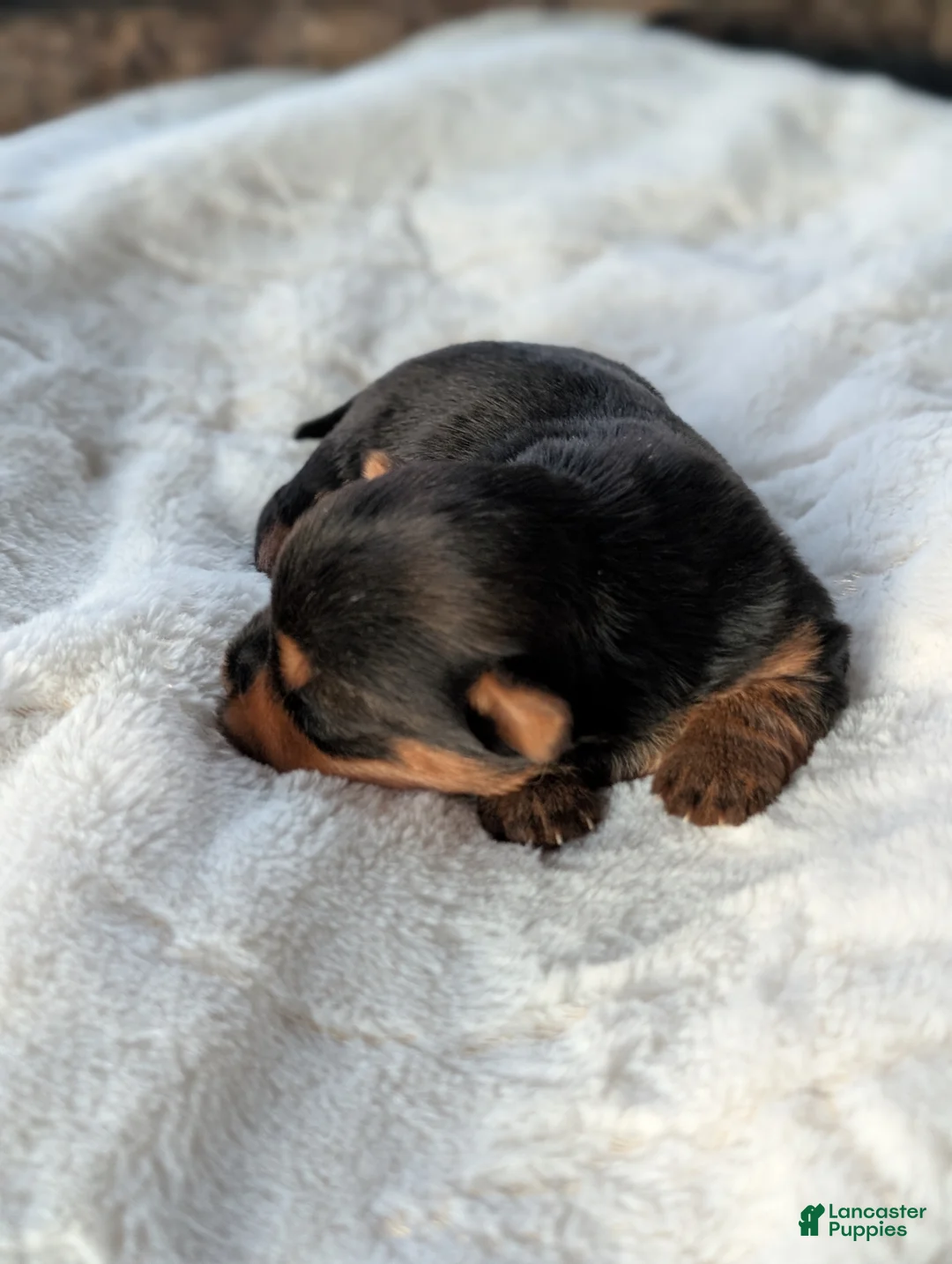 Yorkshire Terrier dogs for sale: Princess  - Ad 14