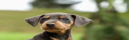 Miniature Pinscher dogs for sale: ANDREW - Ad 10