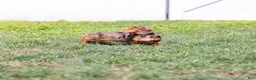 Miniature Dachshund dogs for sale: Canyon - Ad 7