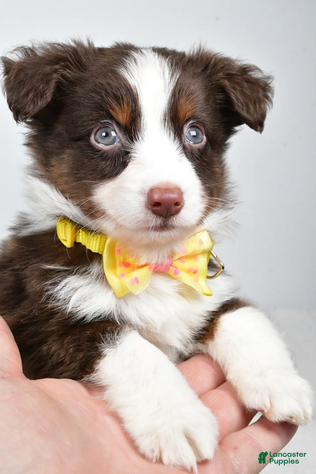 Miniature Australian Shepherd dogs for sale: Lincoln - Ad 3
