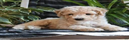 Bichpoo dogs for sale: Bentley - Ad 3