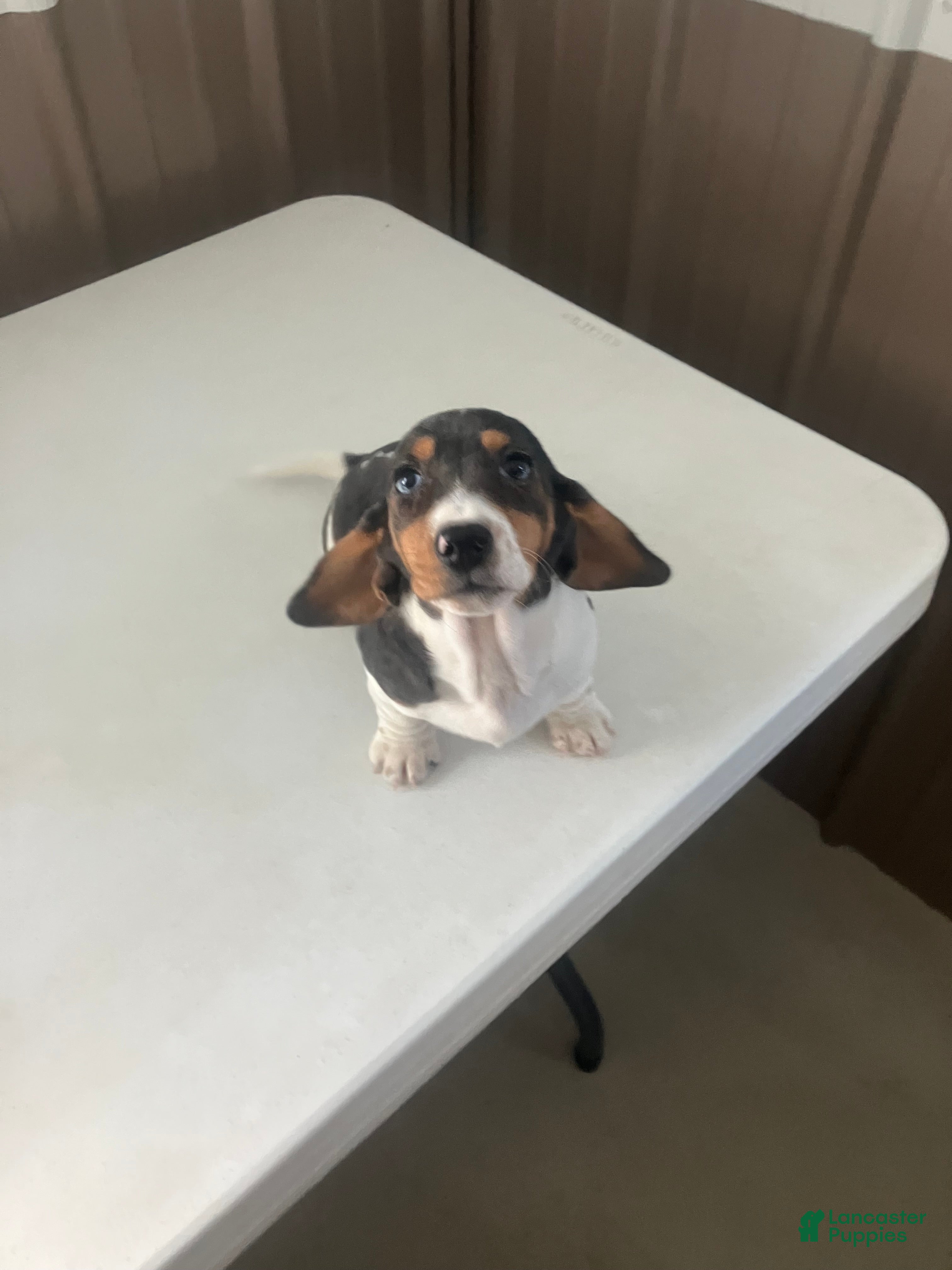 Miniature Dachshund dogs Akc Laura - Ad 23