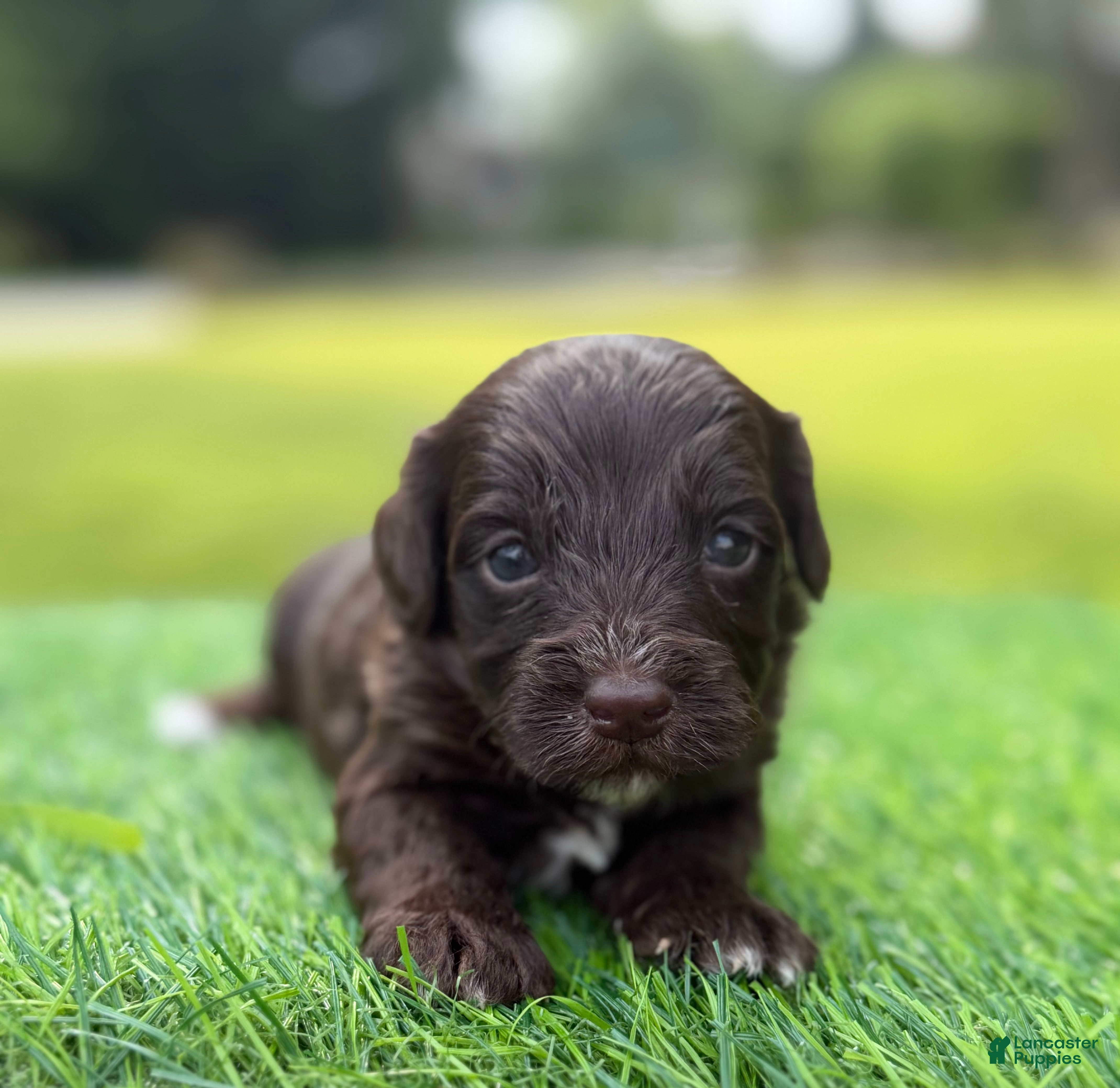Cockapoo dogs for sale: Nixon - Ad 3