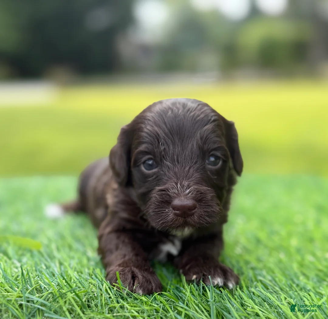 Cockapoo dogs for sale: Nixon - Ad 1
