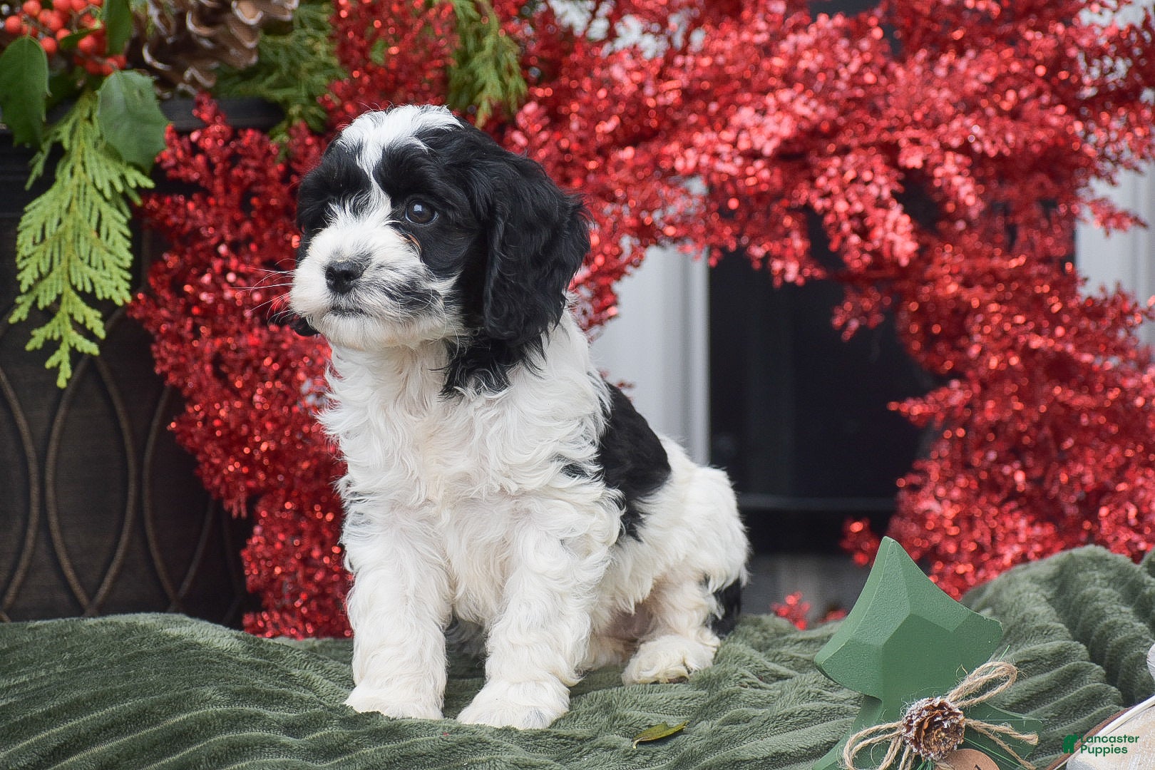 Cockapoo dogs Madeline - Ad 2