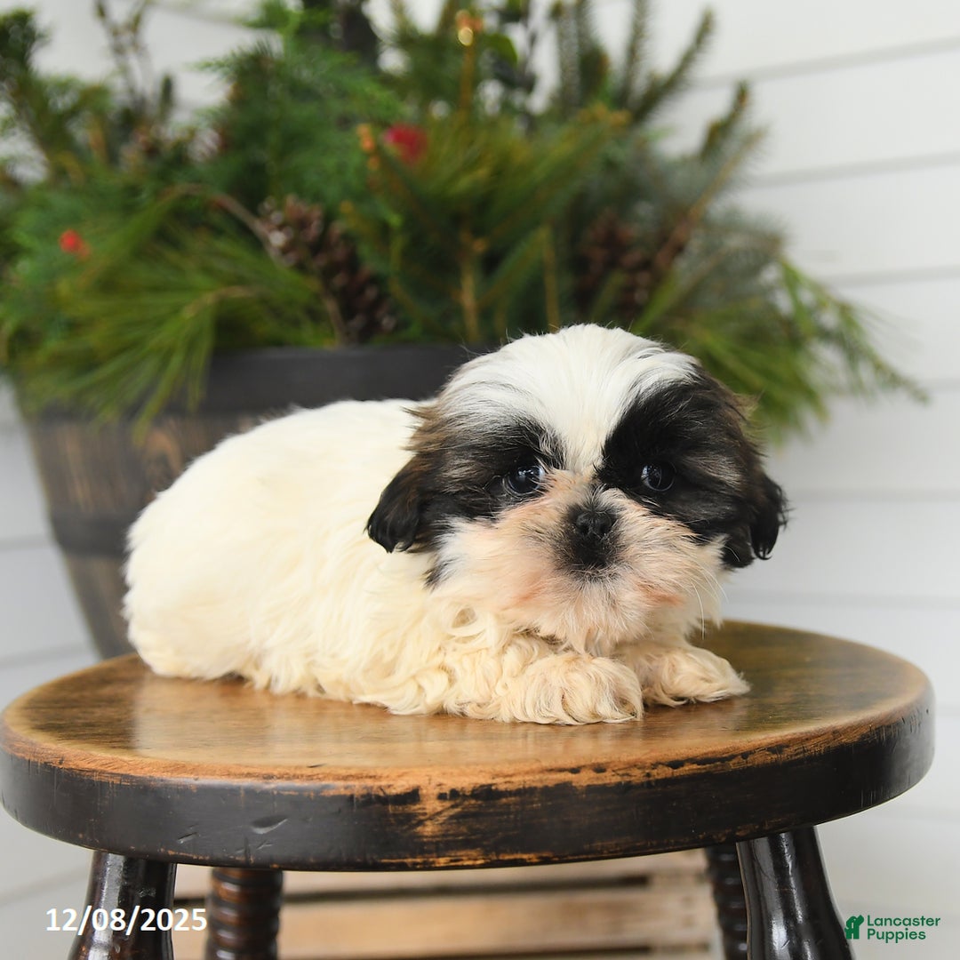 Shih Tzu dogs for sale: Muffin - Ad 2
