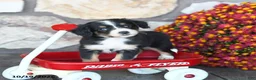 Mini Bernedoodle dogs for sale: Teddy - Ad 3