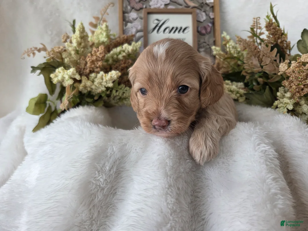 Cockapoo dogs for sale: Cockapoo Puppy 1 - Ad 5