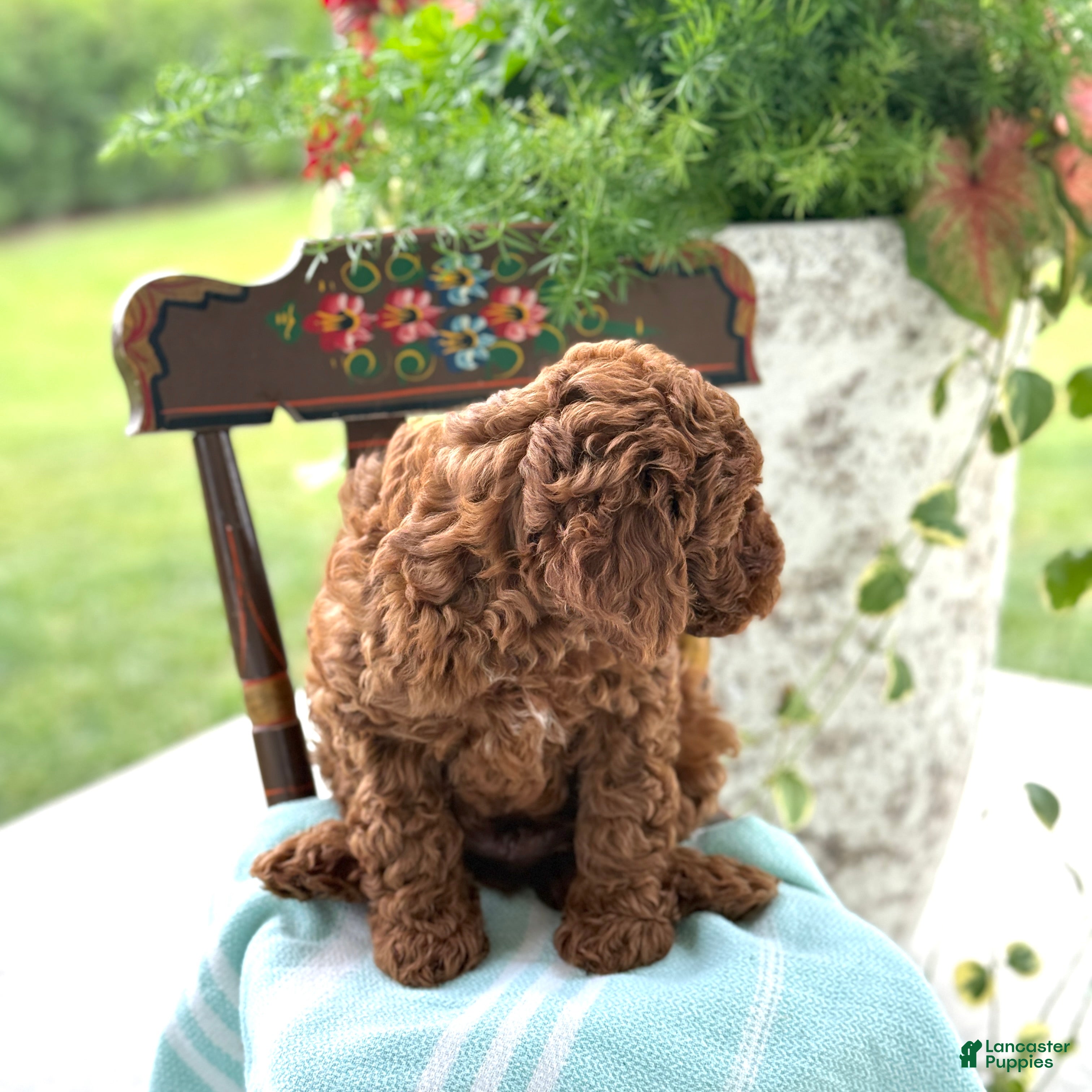 Miniature Poodle dogs Teddy - Ad 2