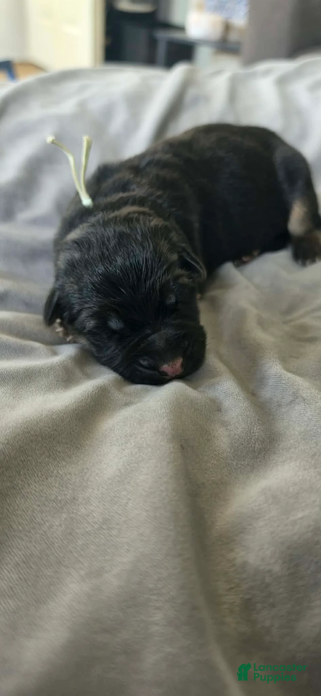 German Shepherd dogs for sale: Saga - Green Collar - Ad 1