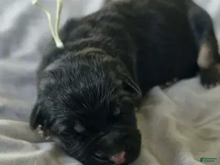 German Shepherd dogs for sale: Saga - Green Collar - Ad 2