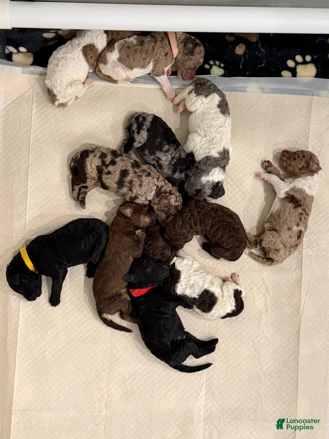Standard Poodle dogs for sale: Standard Poodle Puppy 2 - Ad 1