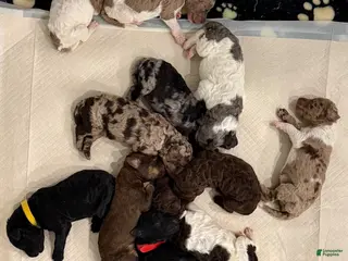 Standard Poodle dogs Standard Poodle Puppy 2 - Ad 29