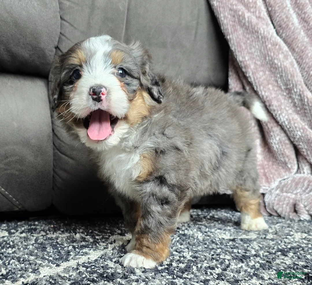 Mini Bernedoodle dogs for sale: Mini Archie - Ad 16