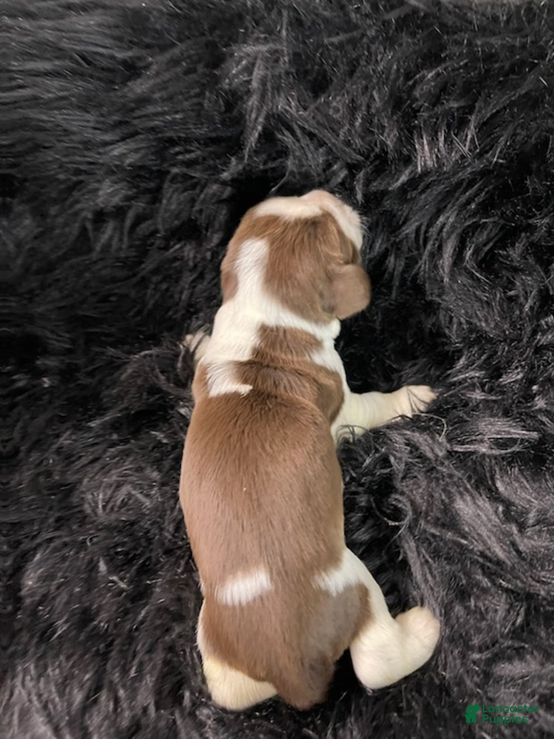 English Springer Spaniel dogs for sale: Tater - Ad 2