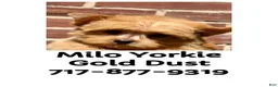 Yorkshire Terrier dogs for sale: Milo - Ad 6