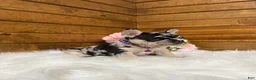 French Bulldog dogs for sale: Avery - Ad 6