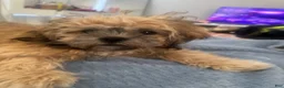 Shih Tzu dogs for sale: Shih Tzu Puppy 1 - Ad 3