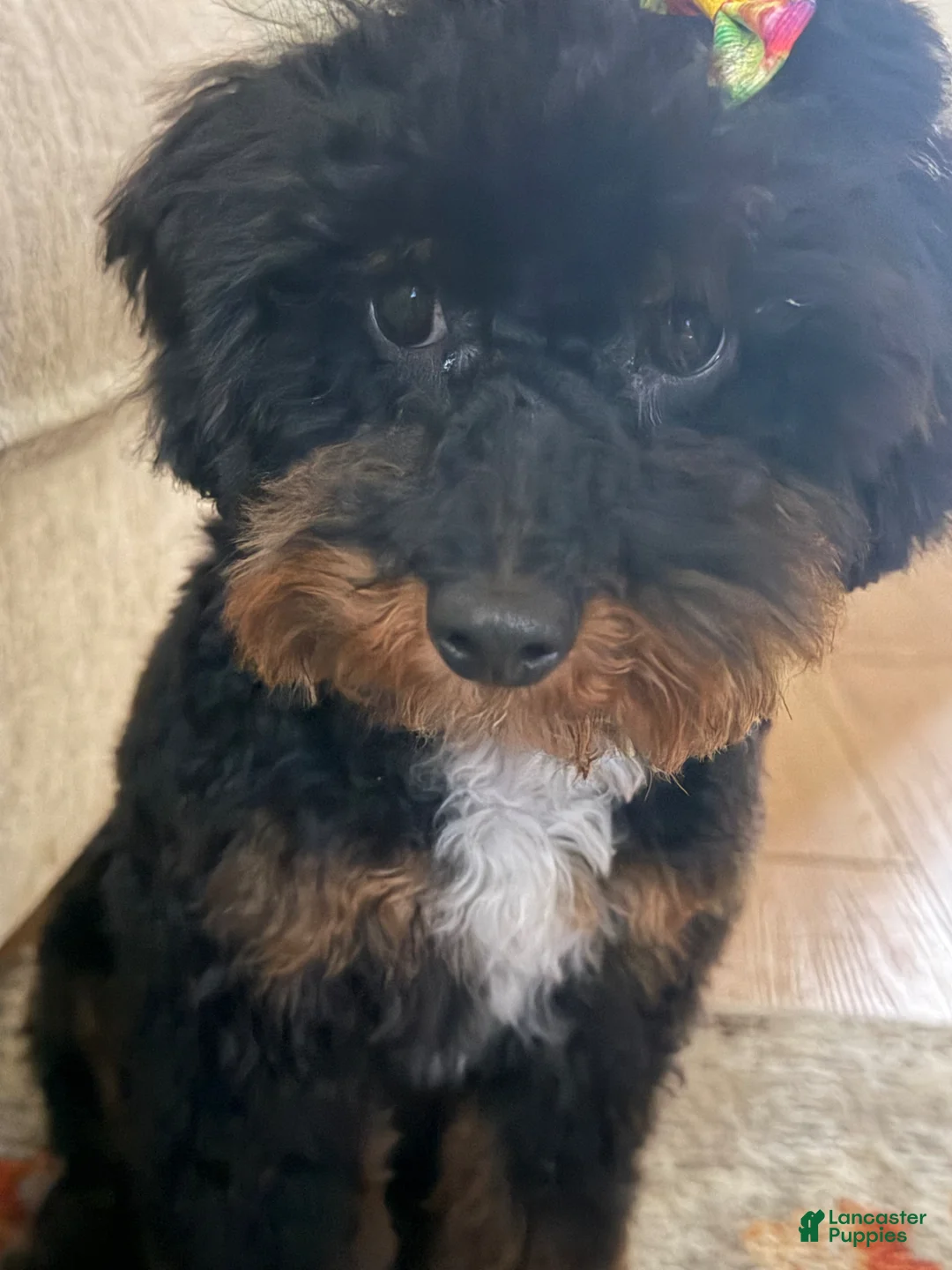 Miniature Poodle dogs for sale: Miniature Poodle Puppy 1 - Ad 1