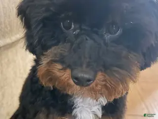 Miniature Poodle dogs Miniature Poodle Puppy 1 - Ad 7