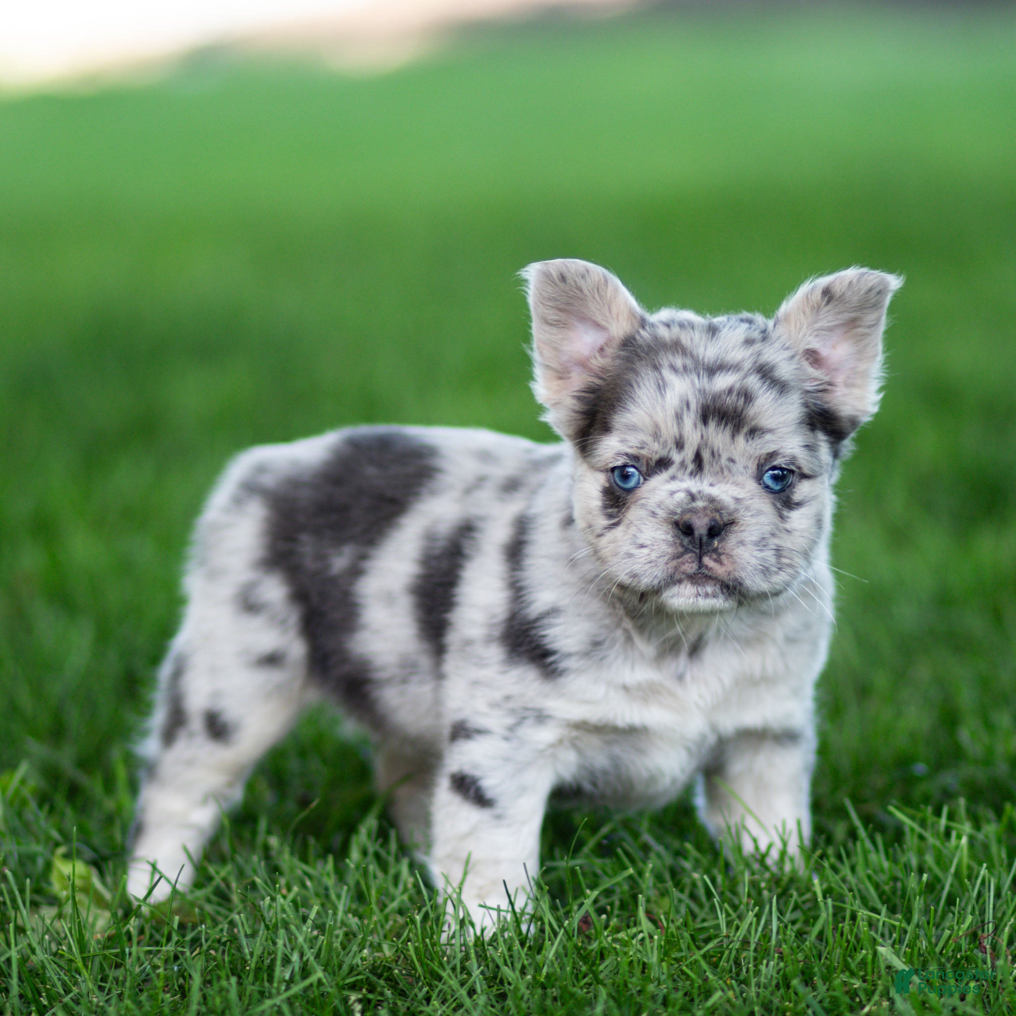 French Bulldog dogs Merle French Bulldog Puppy  - Ad 2