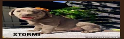 Labrador Retriever dogs for sale: Stormi - Ad 1