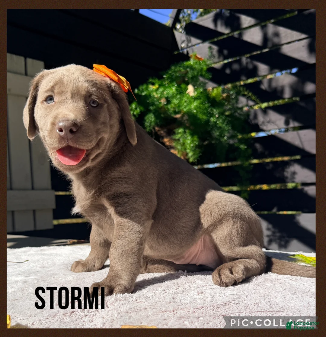 Labrador Retriever dogs for sale: Stormi - Ad 1