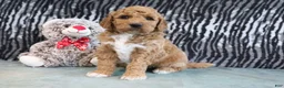 Mini Goldendoodle dogs for sale: Clinton - Ad 7