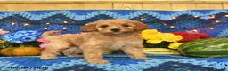 Mini Goldendoodle dogs for sale: Bundles - Ad 4