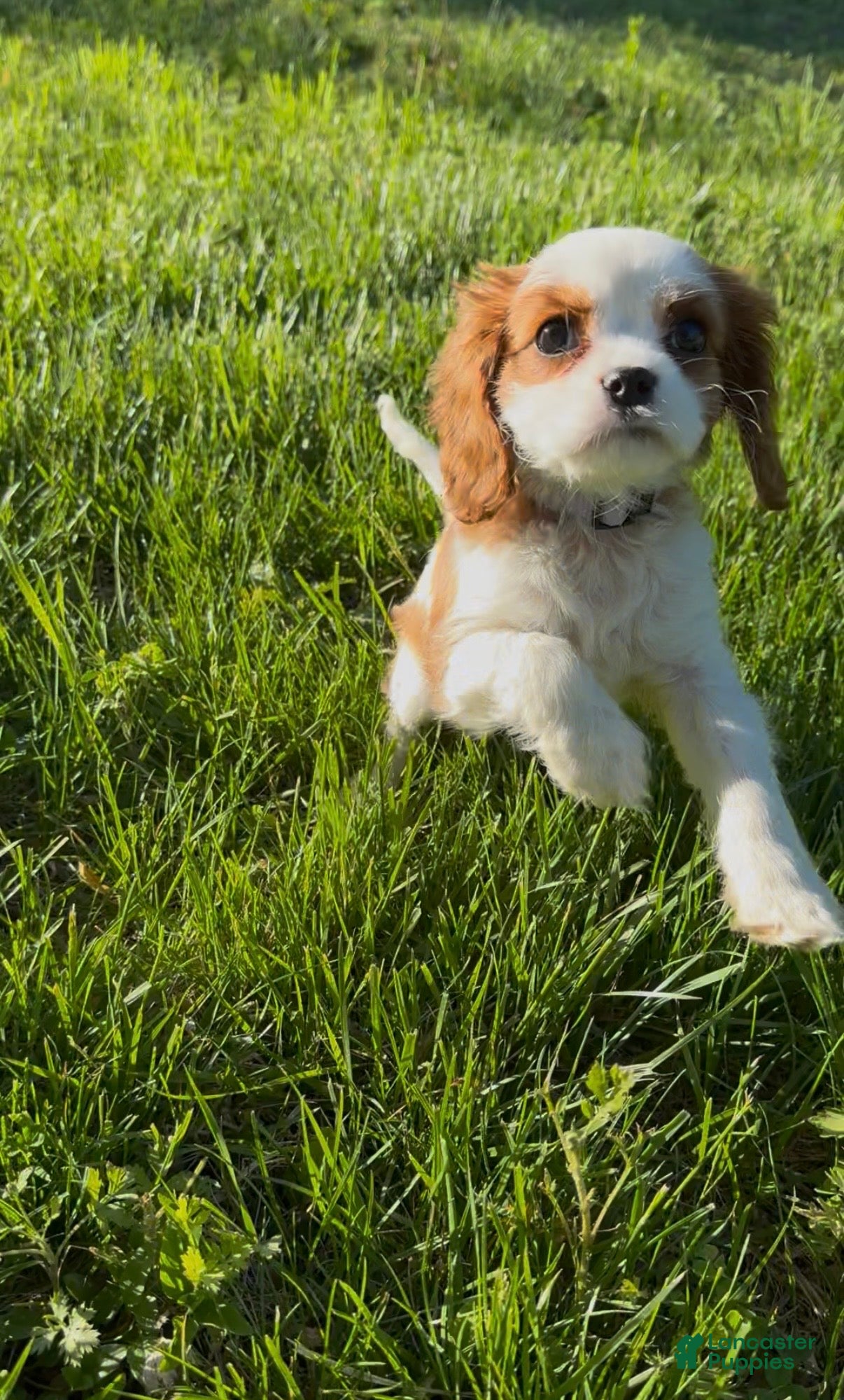 Cavalier King Charles Spaniel dogs Maple - Ad 22
