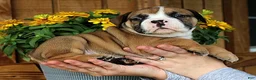 Olde English Bulldogge dogs for sale: Canyon - Ad 3