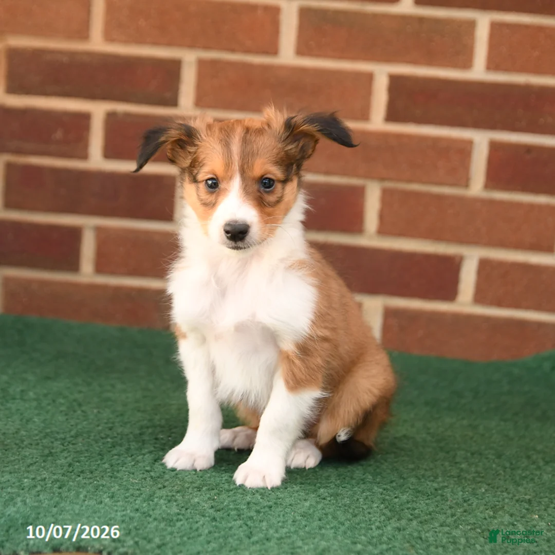 Shetland Sheepdog dogs for sale: Hickory - Ad 2