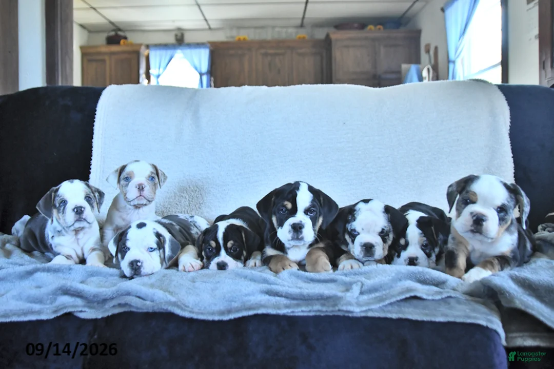Beabull dogs for sale: Vienna - Ad 3