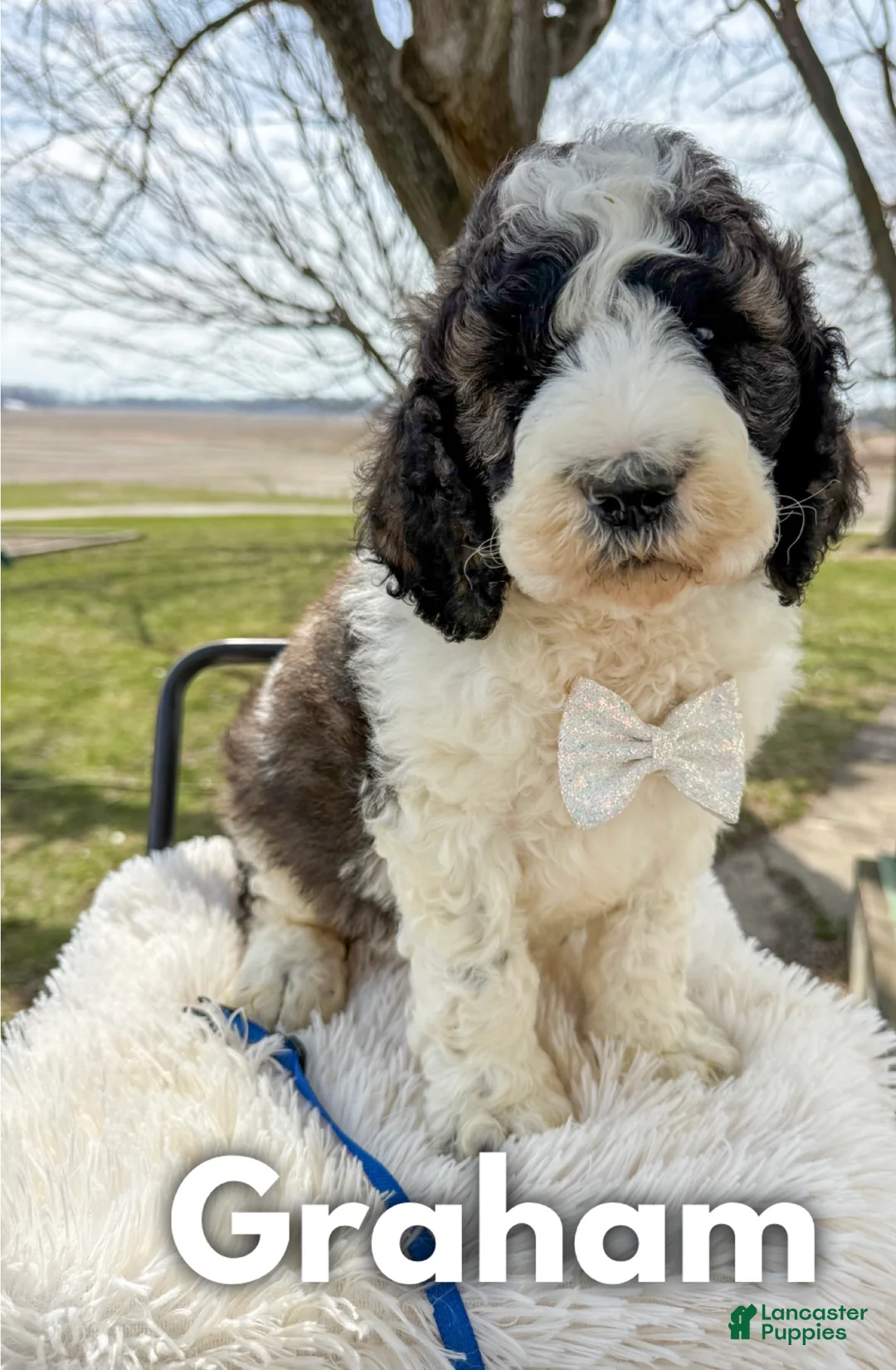 Saint Berdoodles dogs for sale: Graham - Ad 2