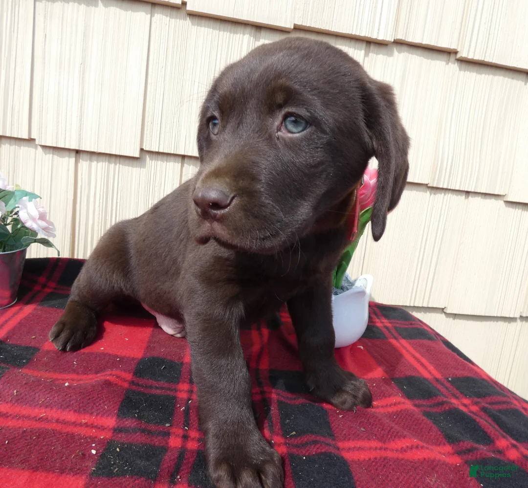 Labrador Retriever dogs for sale: Labrador Retriever Puppy 3 Carter - Ad 3