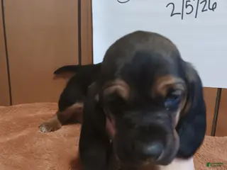 Basset Hound dogs Sneezy - Ad 34