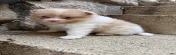 Pomeranian dogs for sale: Andy - Ad 18