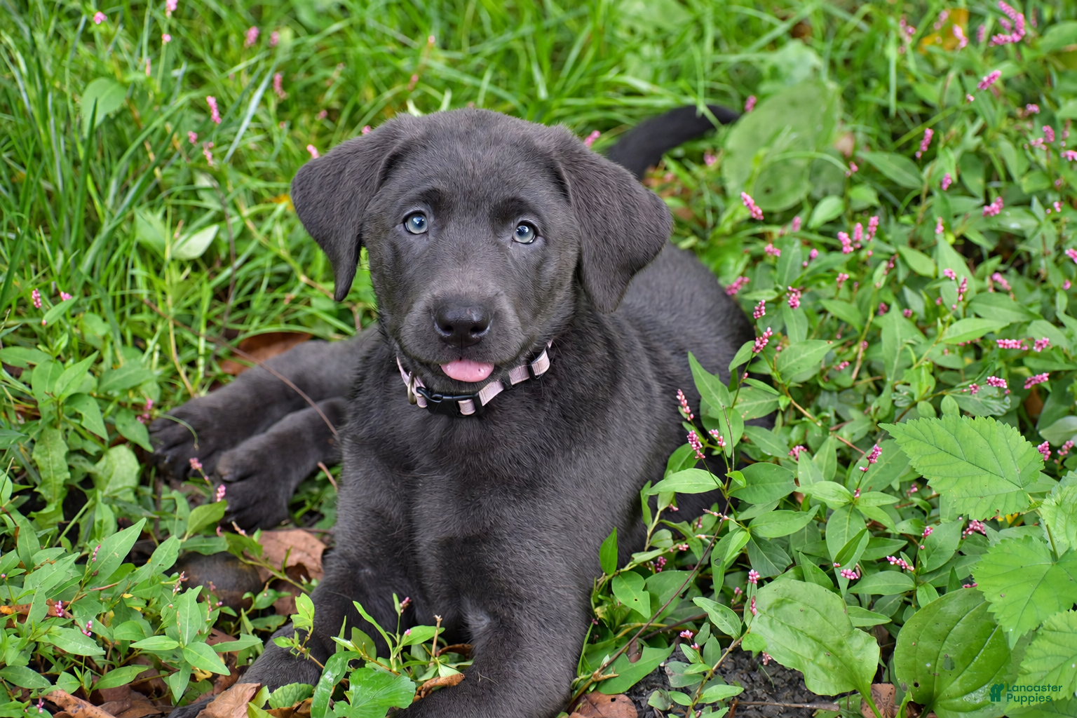 Labrador Retriever dogs Sky - Ad 2
