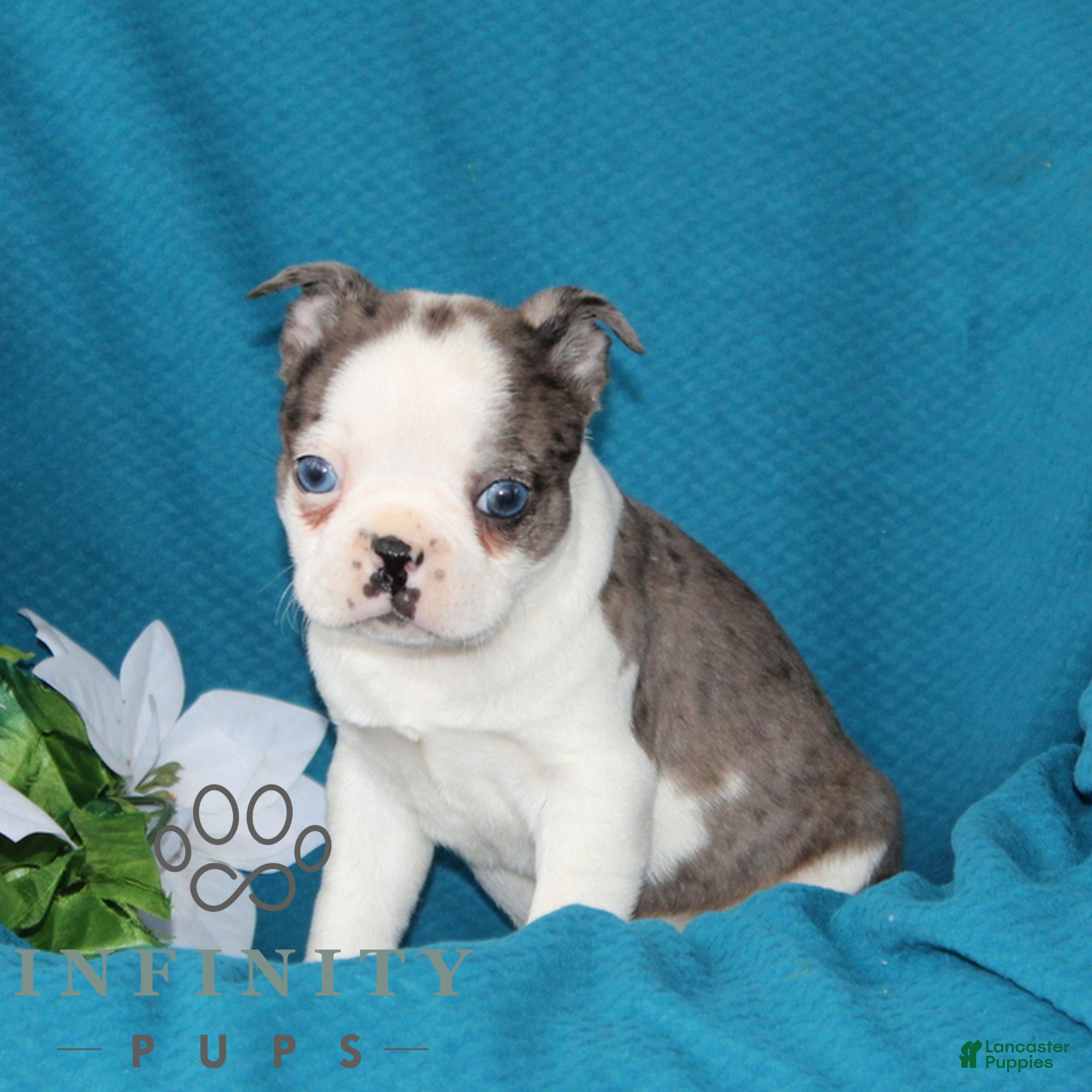 Boston Terrier dogs Alex  - Ad 2