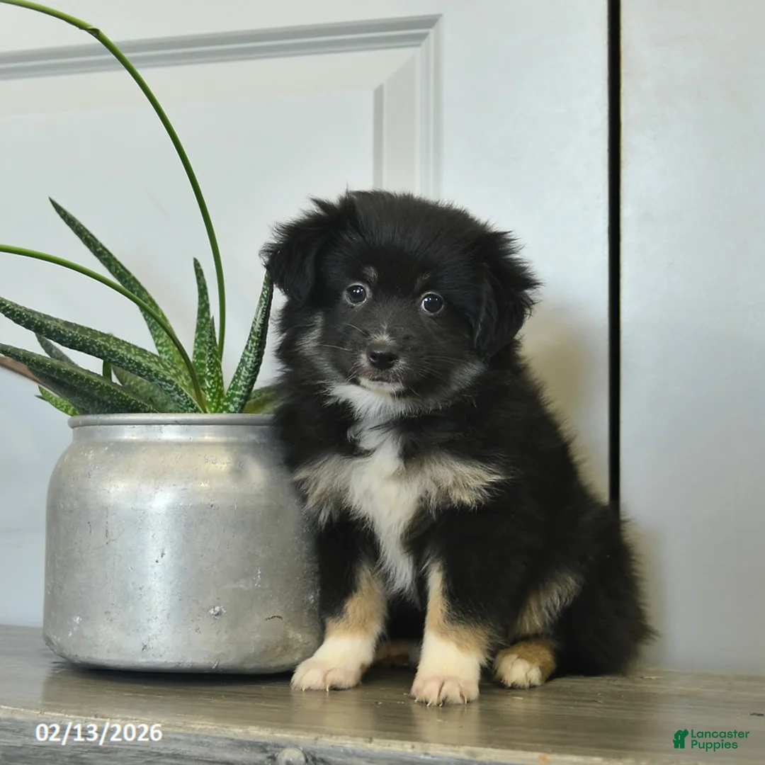 Miniature Australian Shepherd dogs for sale: Charlotte - Ad 1